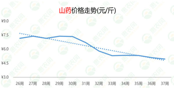 山东山药市场行情动态解析